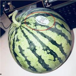 临沂网红吃瓜,揭秘幕后故事与热门话题