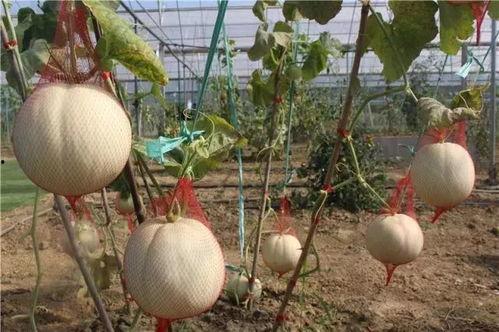 吃瓜网地址,带你领略网络八卦的奥秘与魅力