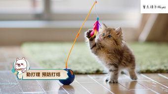 猫娱乐吃瓜酱,揭秘娱乐圈那些不为人知的幕后故事